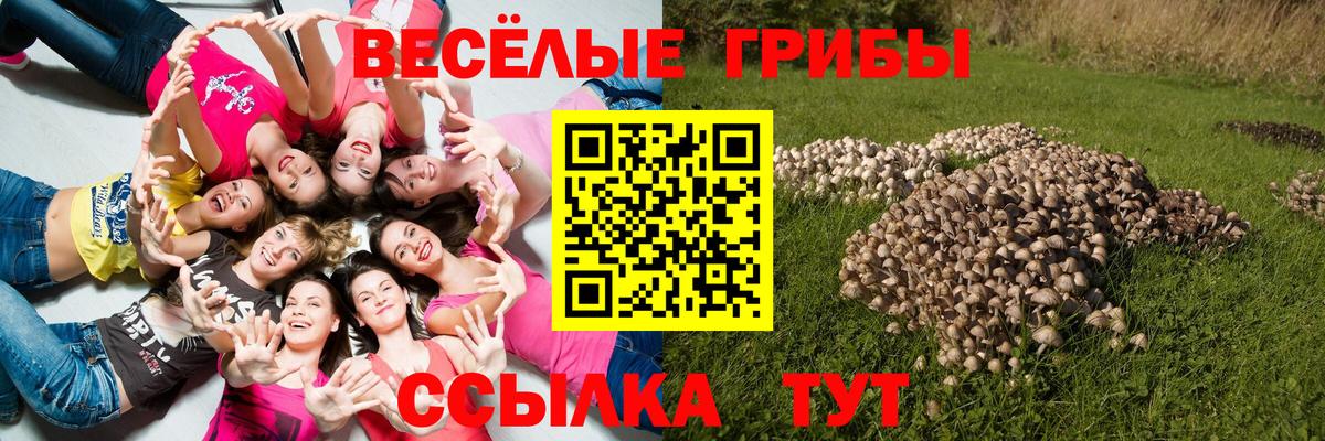 Галлюциногенные грибы Cubensis Кандалакша